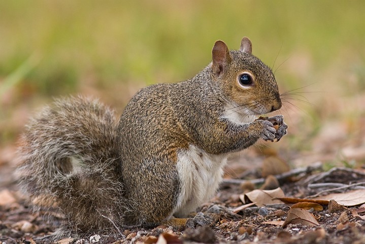 Grauhrnchen Eastern Gray Squirrel Sciurus carolinensis